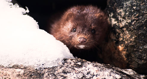 Mink